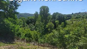 Prodaja vikendice na putu za Vukmanovo